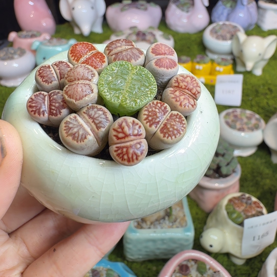 丹***享多肉植物开播福利冲1171