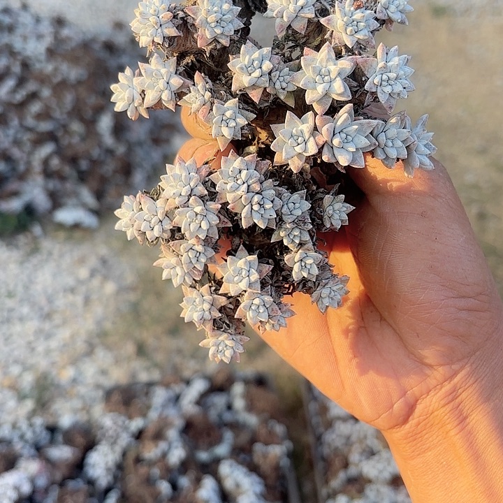 岁****活仙女杯多肉植物