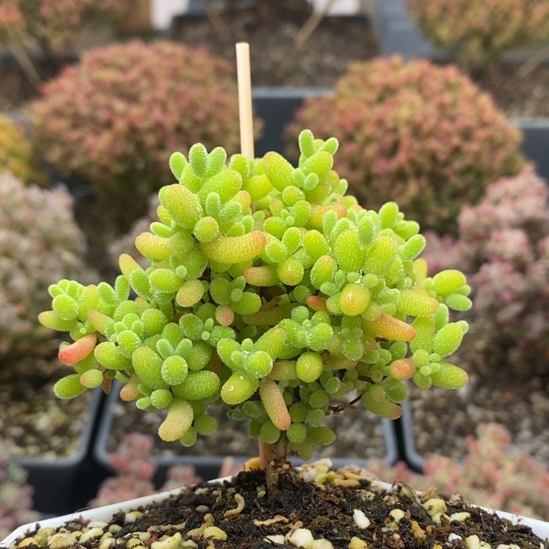 ?蜜橘糖球4664年后发货