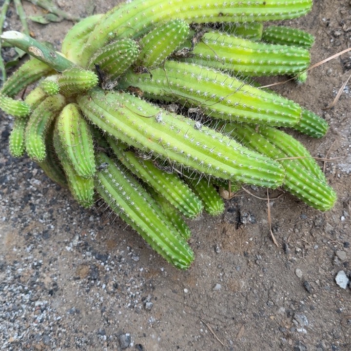 白檀仙人掌群生一群296
