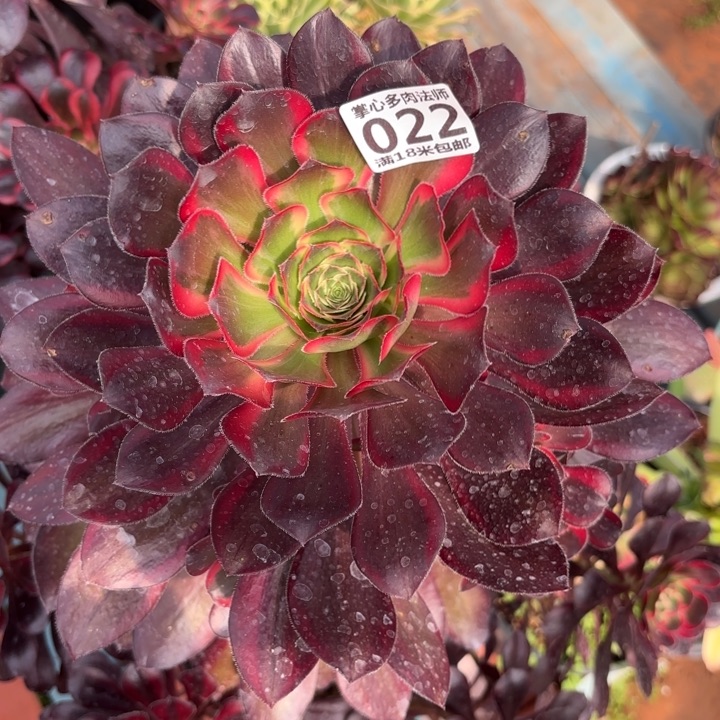 022丽娜掌心多肉法师锦不包侧枝断枝的？