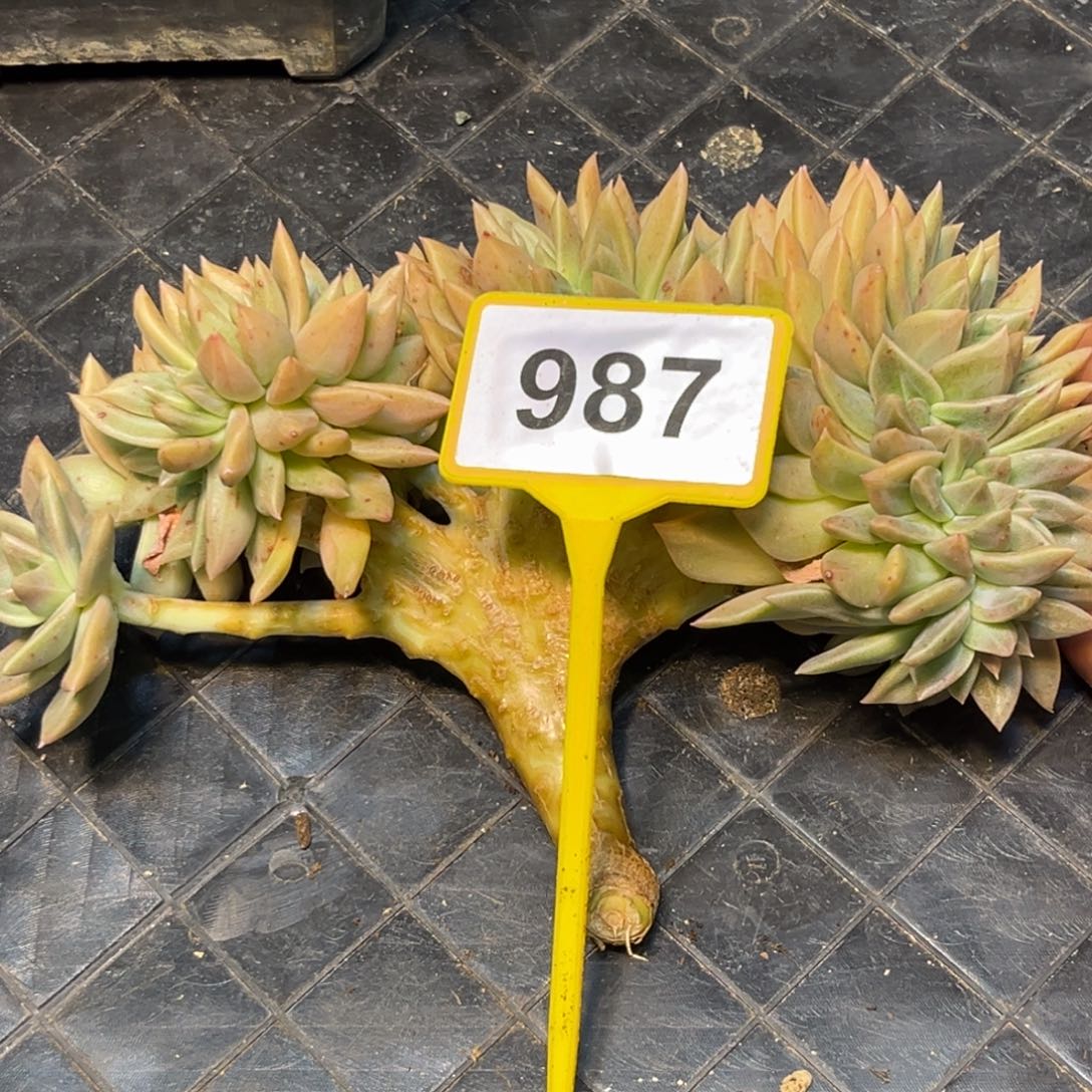 多肉植物黄金表丽娜987