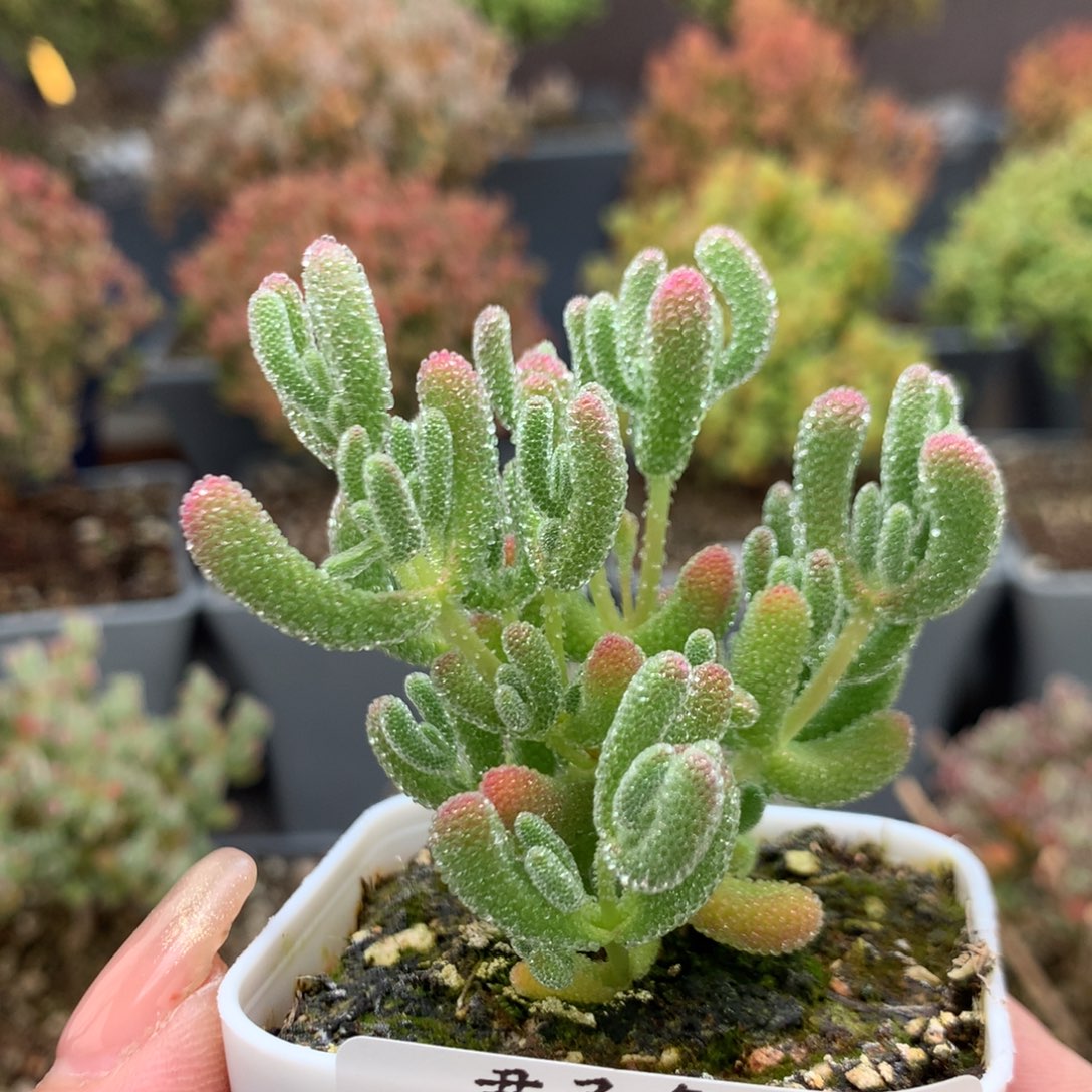 c599冰晶枝干番杏