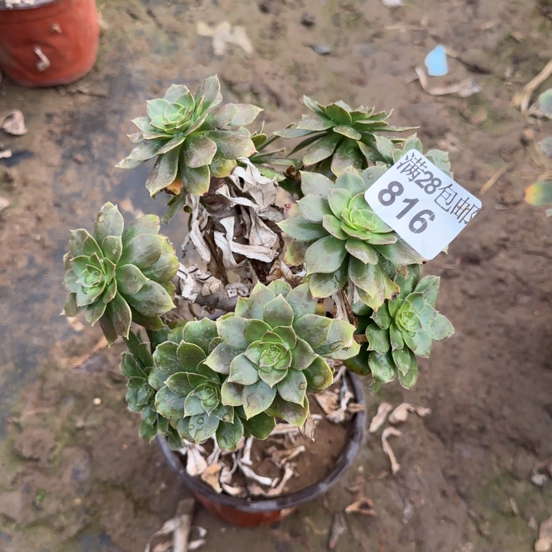 金缕多肉816满28包邮断枝不包