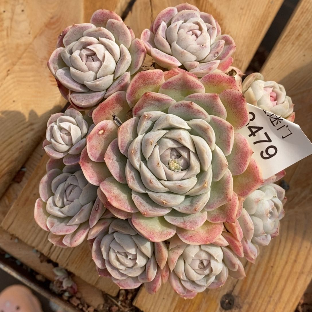 居**人杂交精品多肉3479