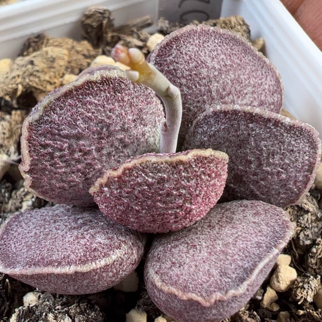 024-138实生新品多肉植物