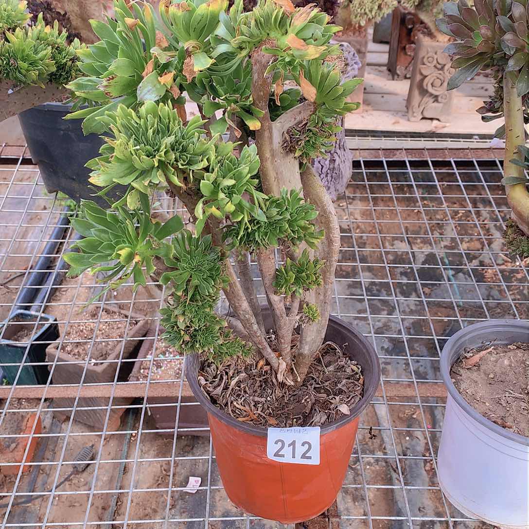 212原始绿缀化的