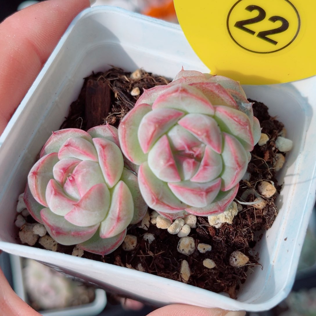 风靡园艺樱珀珍妮群