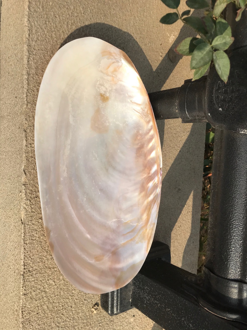 炫彩a~K包蚌壳（不退不换）随单拍 