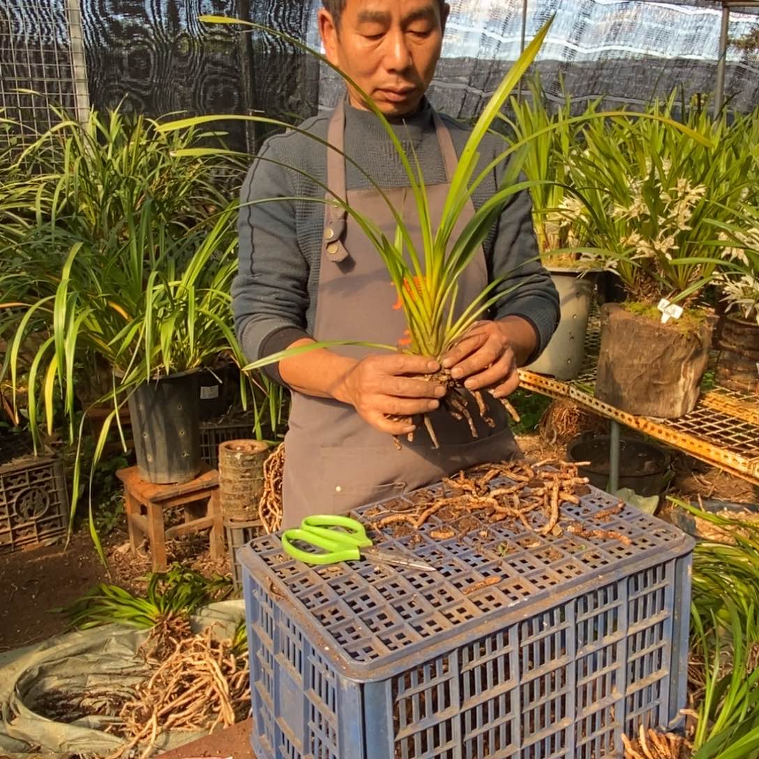 完全开放14独占春大雪兰