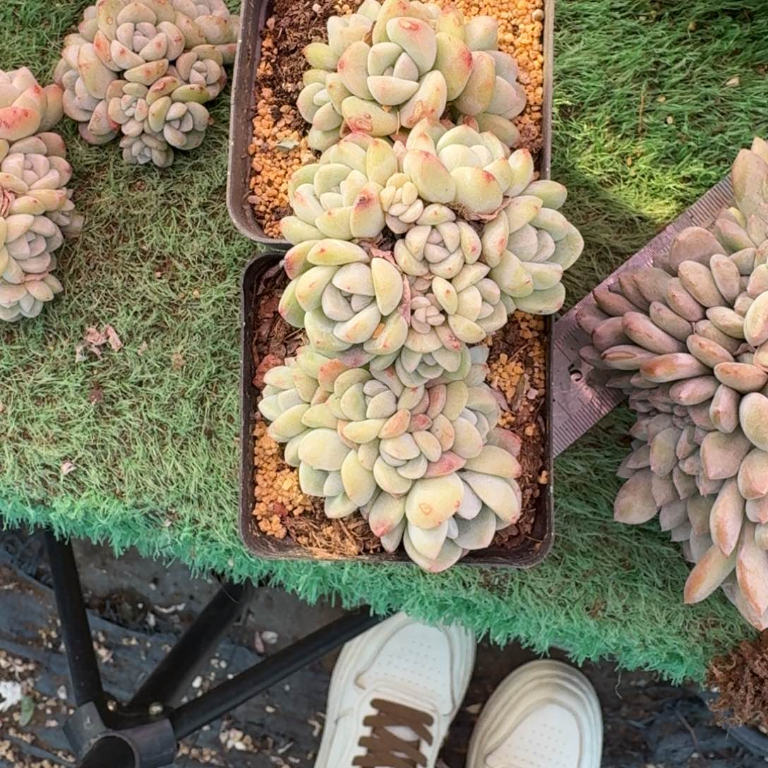 晋****发冰玉无砍多肉专拍