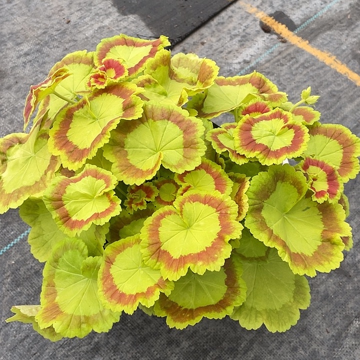 完全开放奎尔特夫人一棵