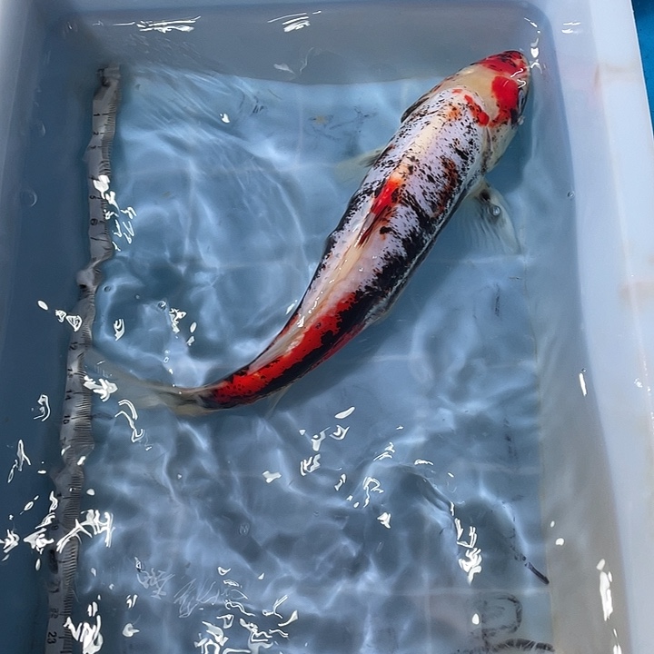 蝴蝶鲤鱼渔场直发48