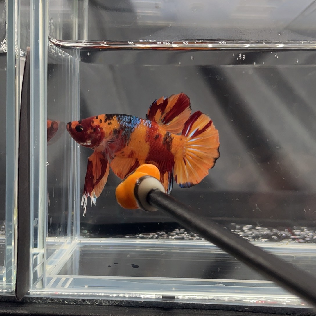 斗鱼12.3 晚巨斗将军  08