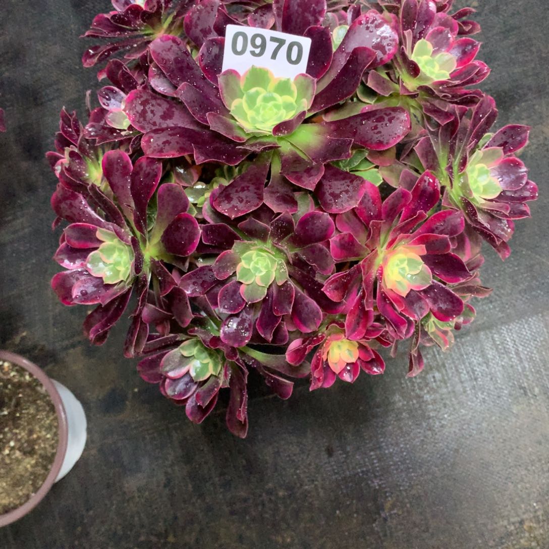 1***℃金丝雀970法师多肉植物5500000
