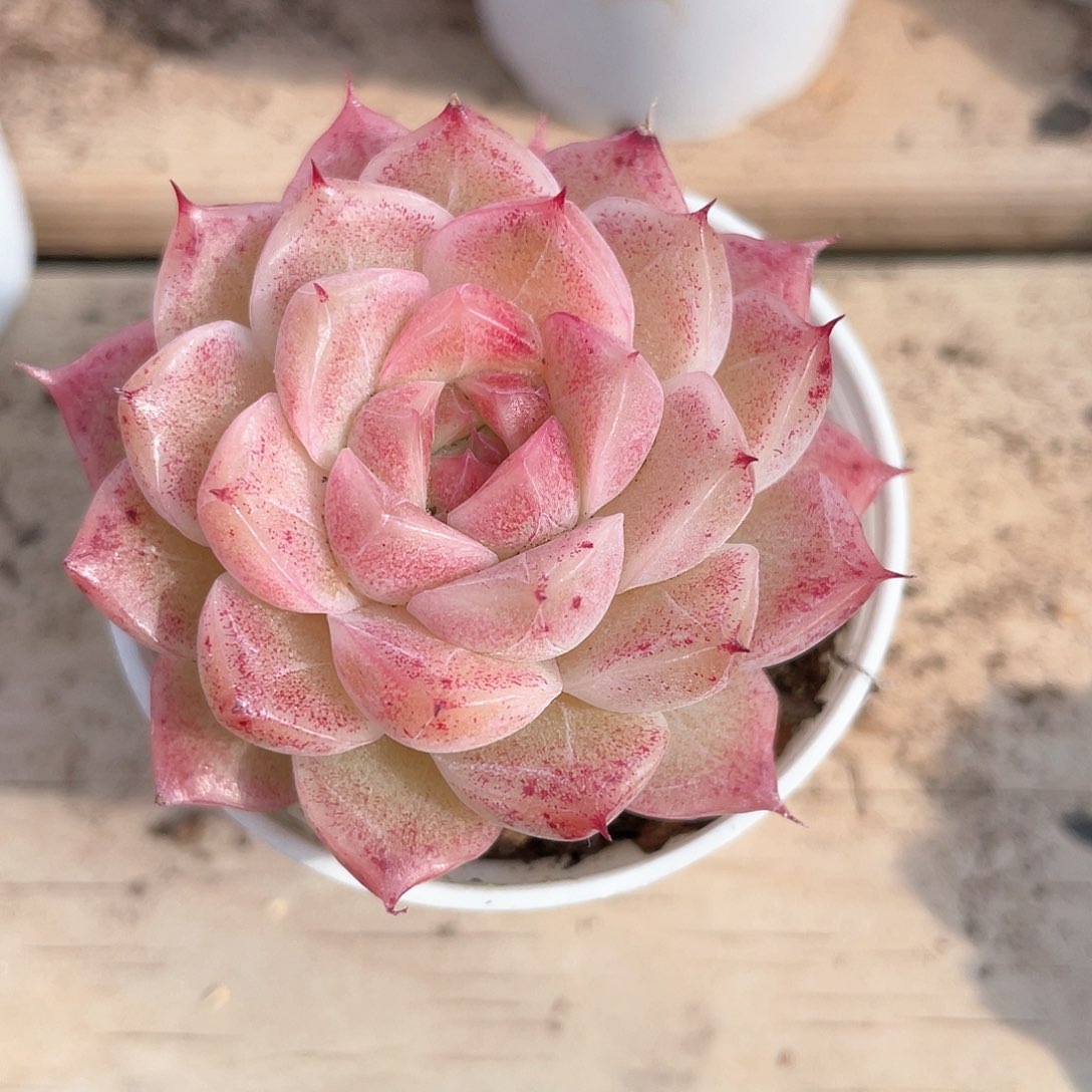 优选麦秆福利9011