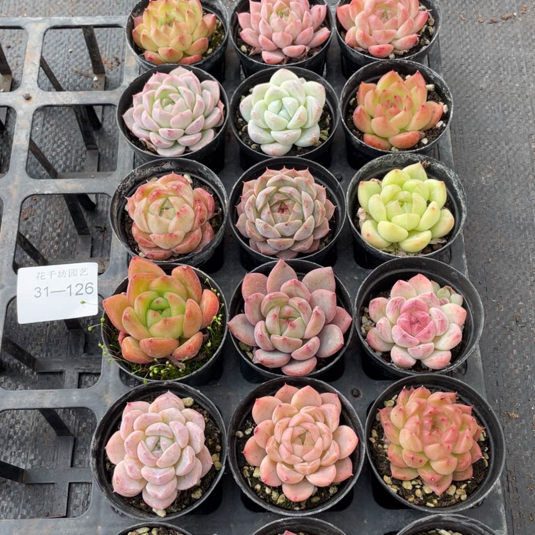 一物一拍18颗31-126