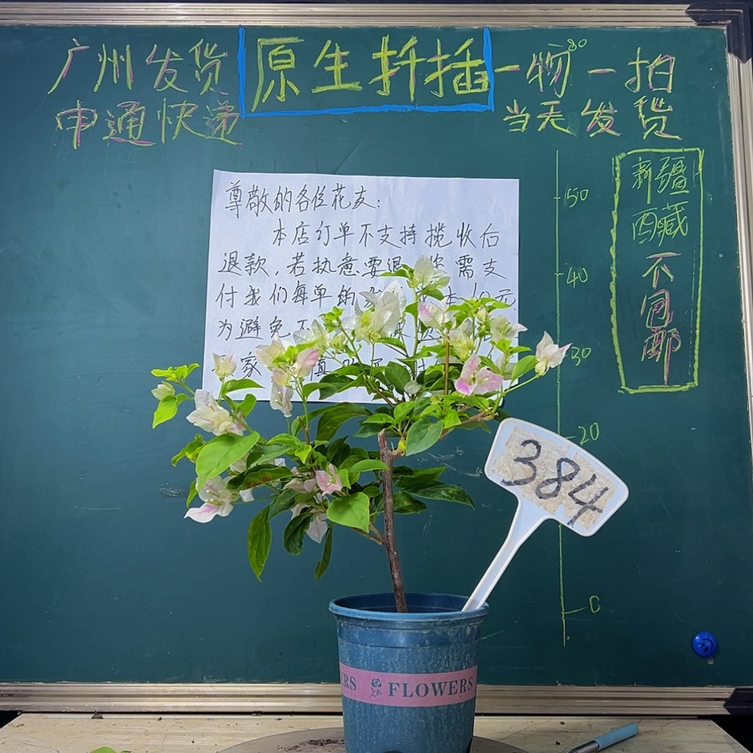 当前无花栽培后可以开花  下播  广红樱  384