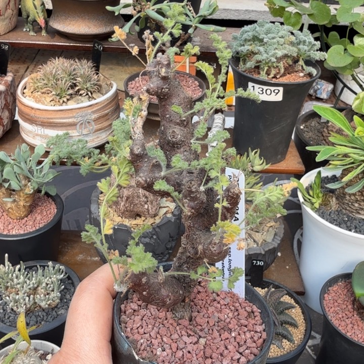 黑珊瑚洋葵（满28包邮）