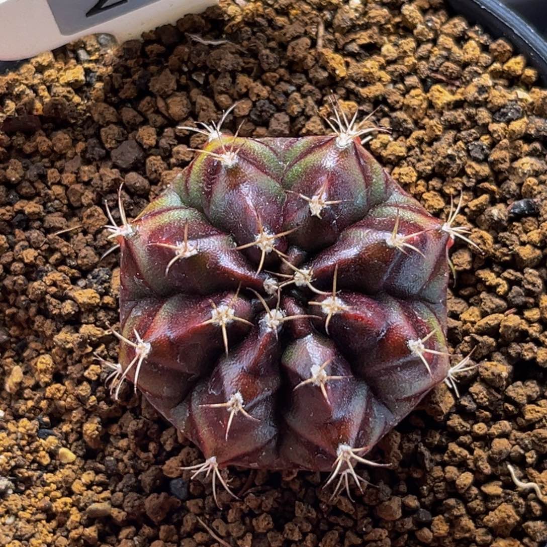 波斯公主 米哈仙人球