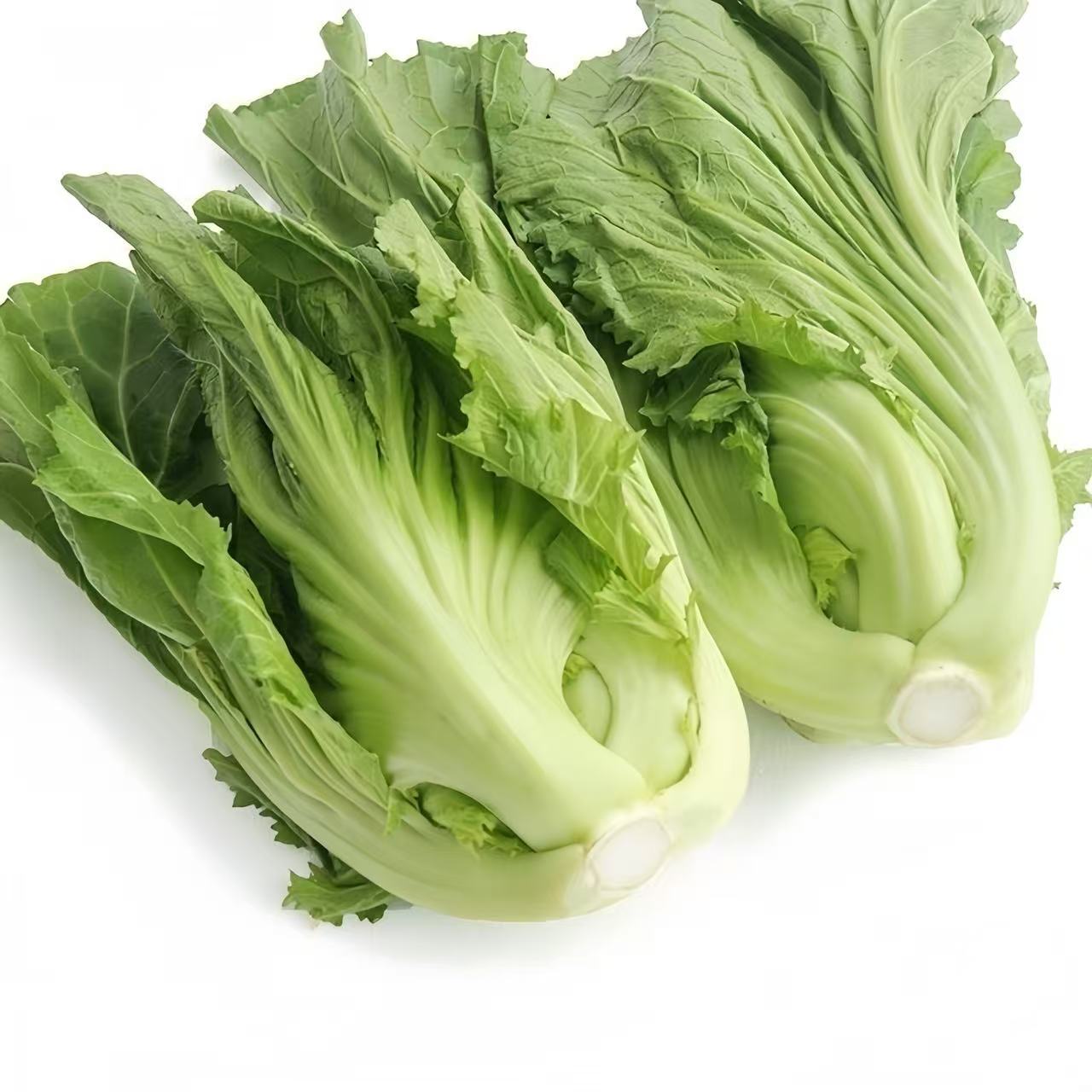 云南新鲜包心芥菜盖菜苦菜可做酸菜泡菜的当季青菜