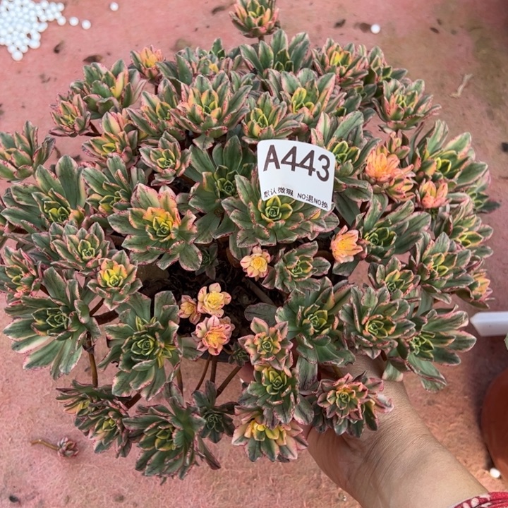 甜茶多肉植物443.