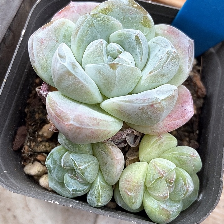 多肉植物冰玉6158多肉