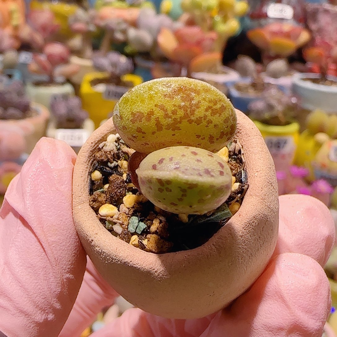 T变异黄金豹盆口2cm
