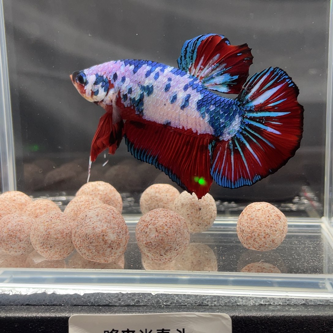 斗鱼12.9巨斗将军 03