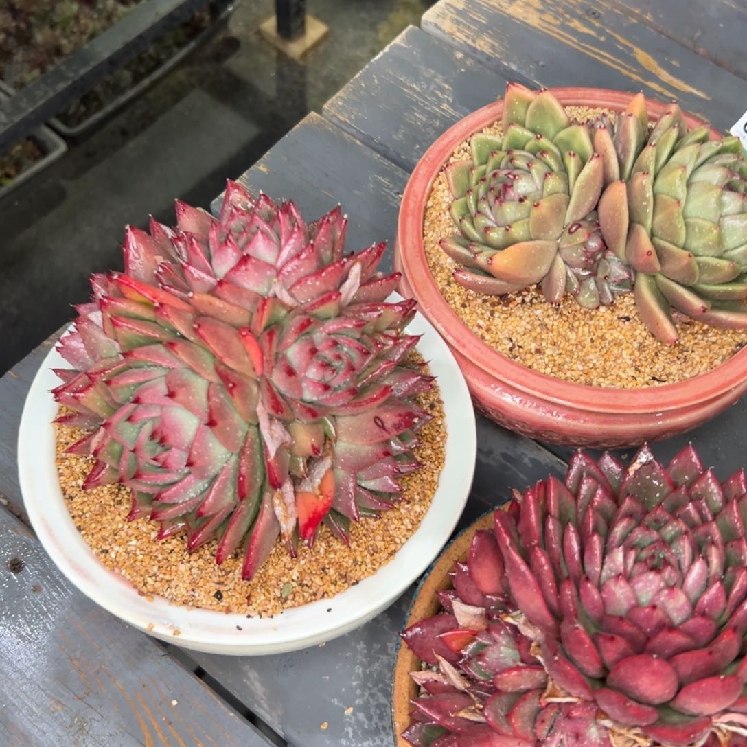 多肉一物一拍0114-430