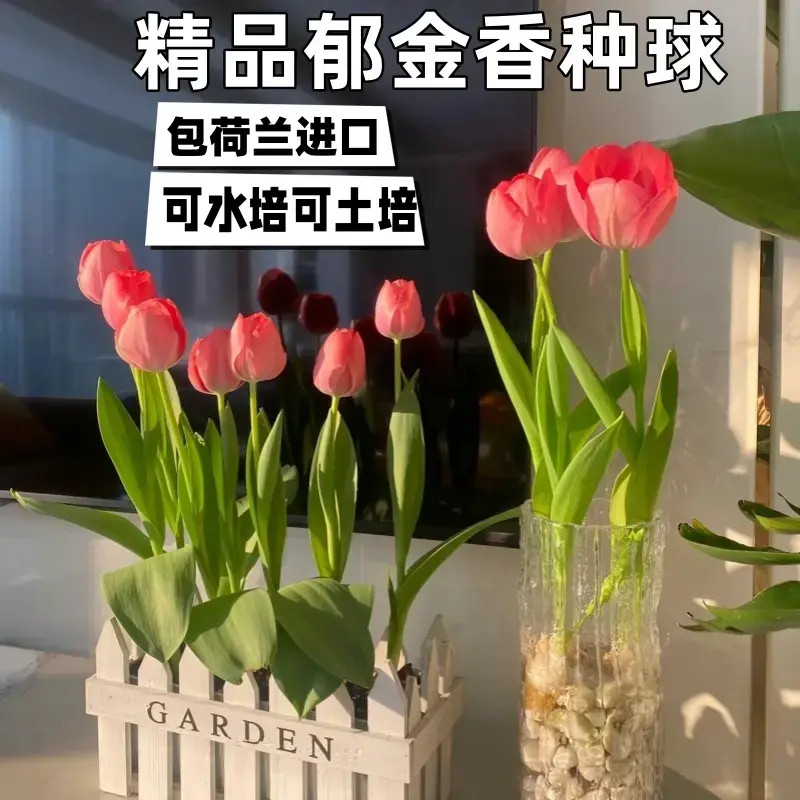 耐寒易活郁金香种球水培土培适用于室内外阳台种植商品图