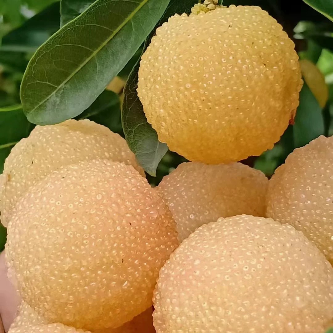 【水晶白杨梅】浙江仙居新鲜水果泡酒稀有白沙东魁杨梅送礼领导顺丰浙江省