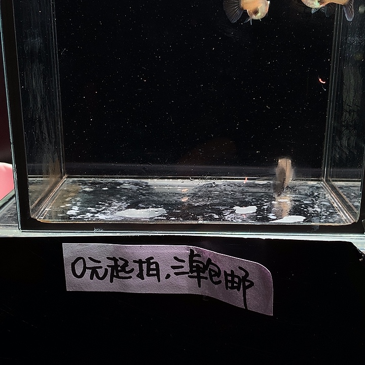 孔雀鱼辛加兰孕母三条