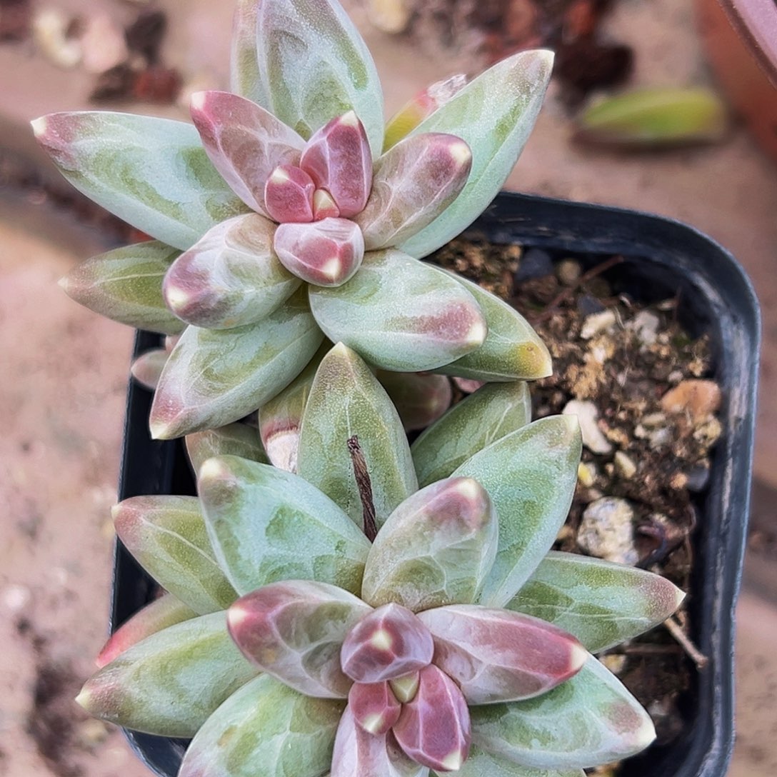 桔云多肉美人系列精品