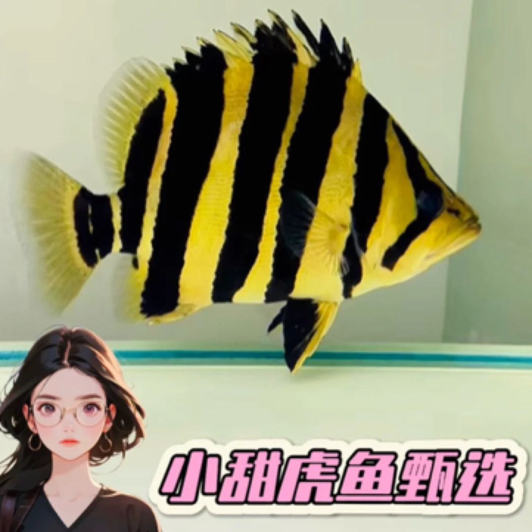 苏门答腊虎鱼活体印尼苏虎纯三纹虎四纹泰虎热带观赏鱼红龙鱼配鱼