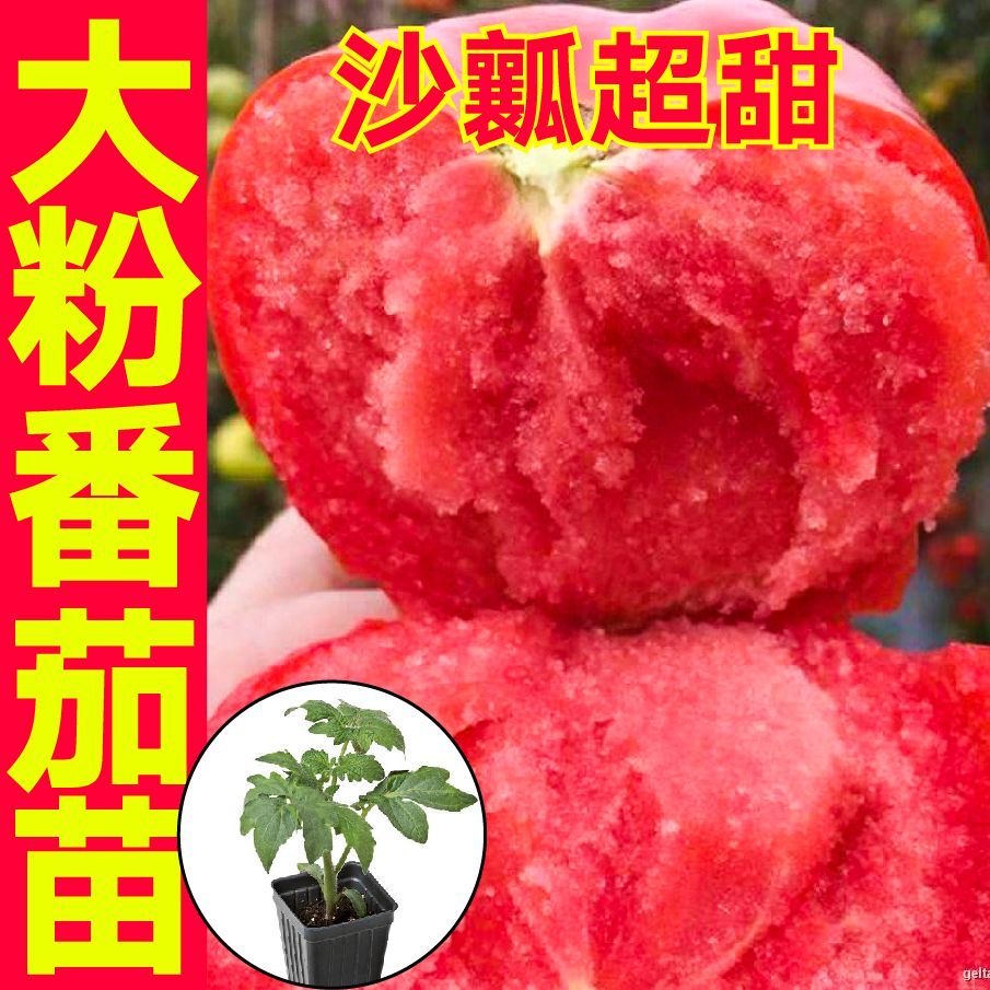 番茄秧苗大红果番茄沙瓤西红柿普罗旺斯红圣女金玲珑黑珍珠秧苗