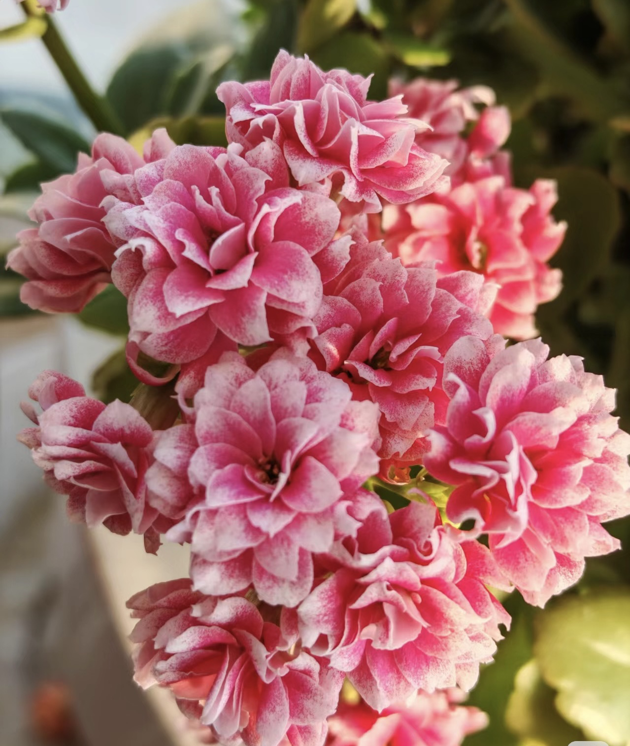 【安娜公主】120盆一代种苗长寿 稀有超大花品种 基地直发