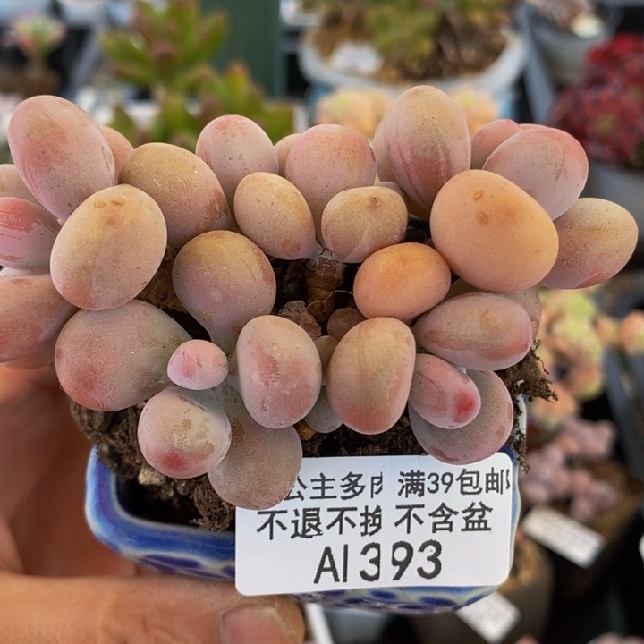 桃蛋8cm393多肉植物