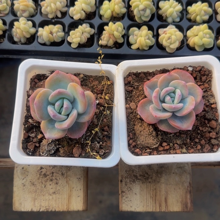 优选圆叶奶茶单头1个