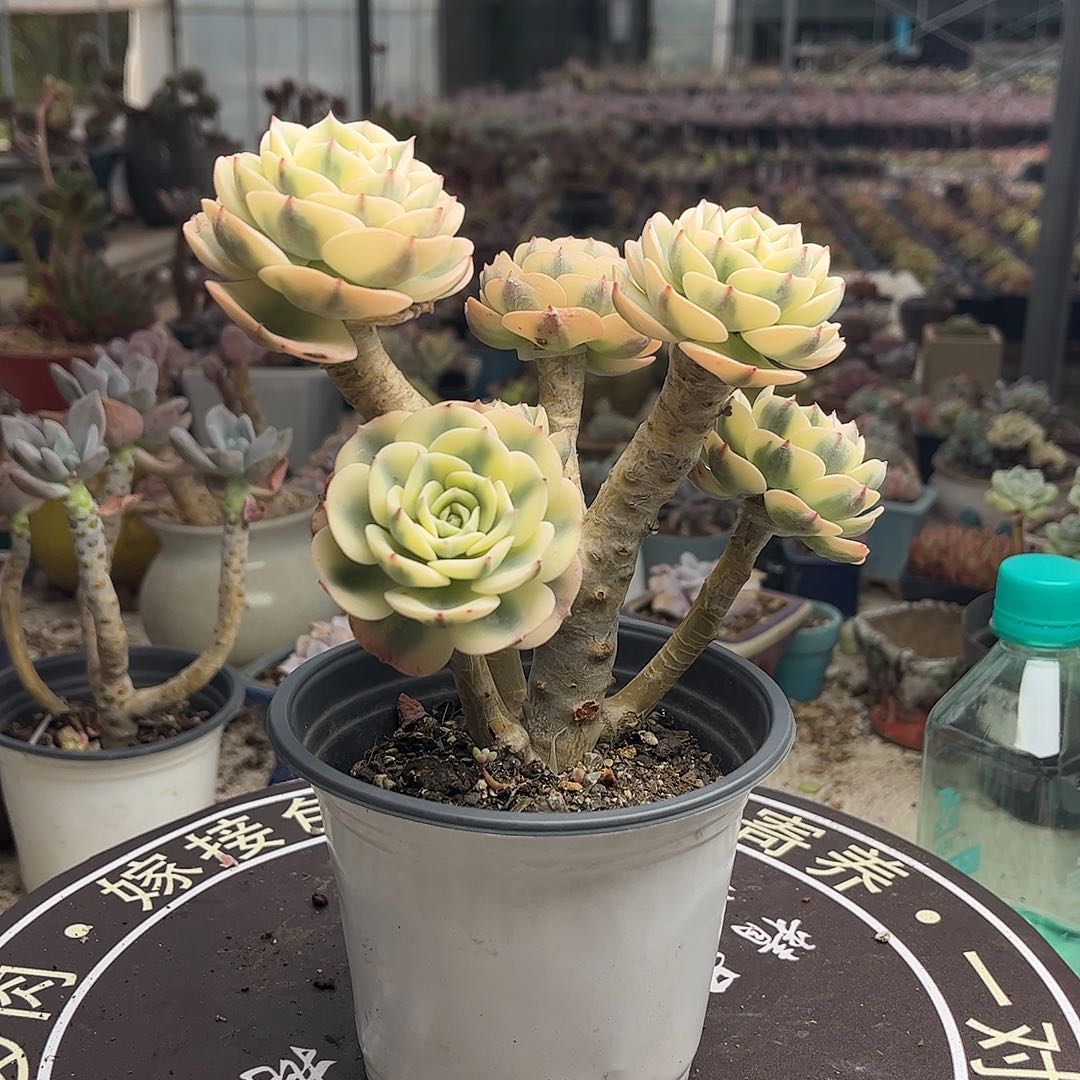 静***?玉碟锦嫁接6头老桩