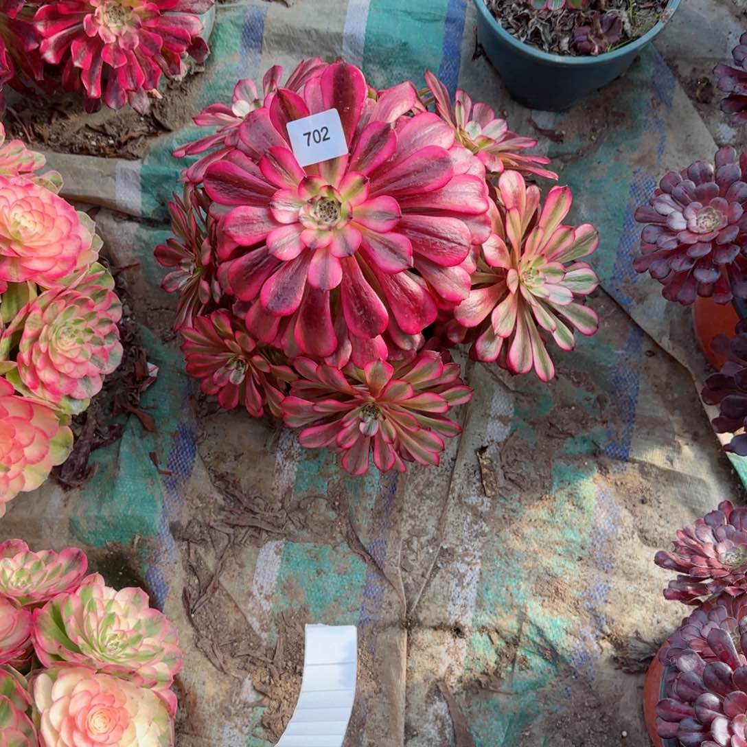 美姬法师多肉702