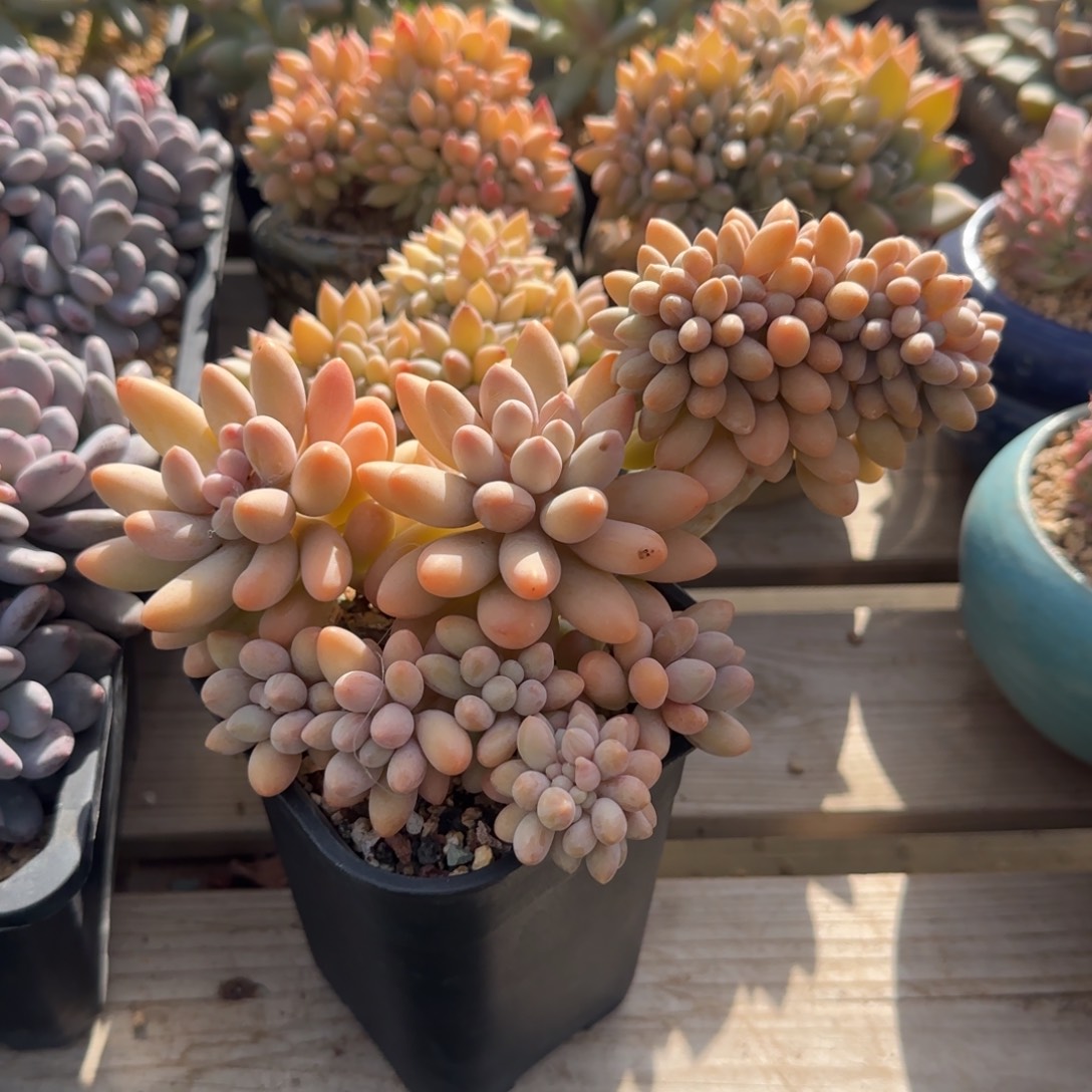 粉色缀化五十包邮老桩