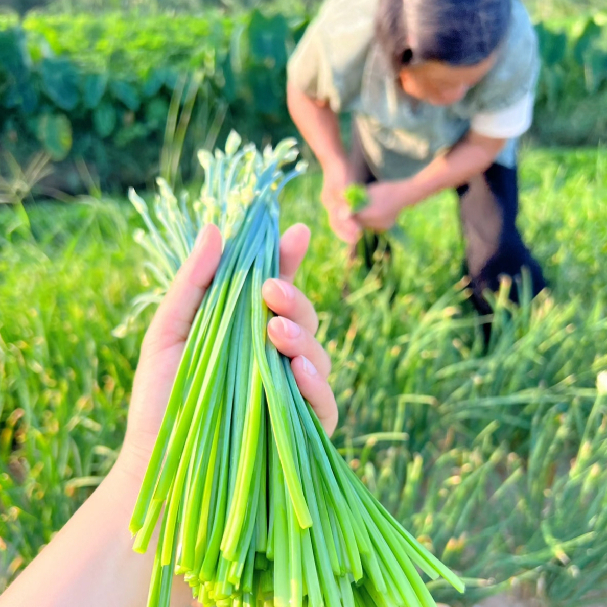 【顺丰包邮】新鲜现摘现发韭菜苔鲜嫩爽口