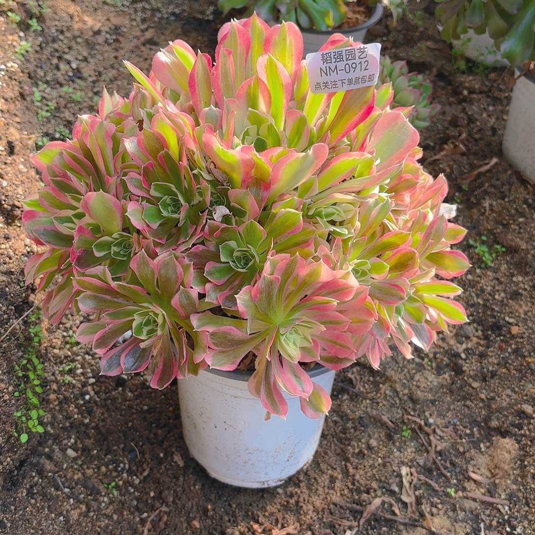 雨花石多肉植物912