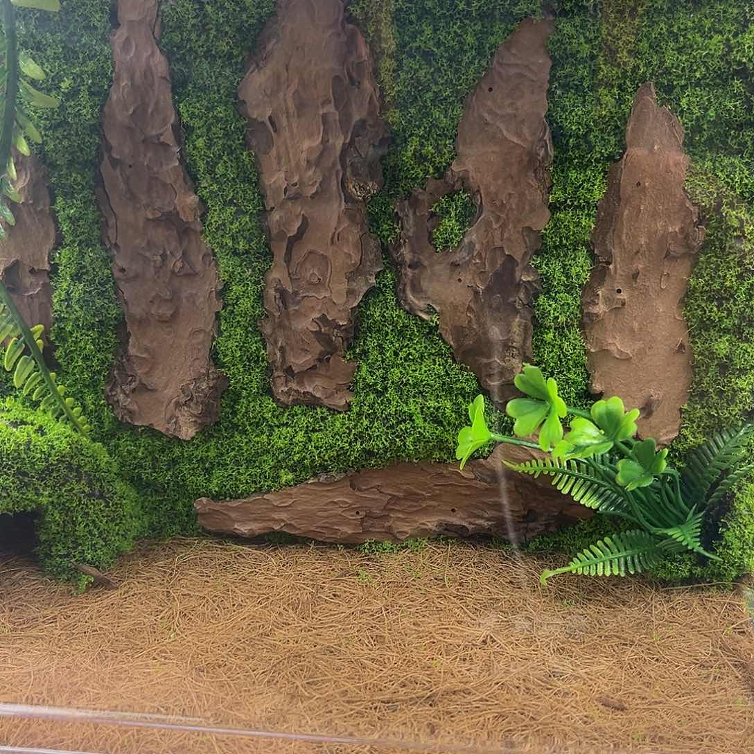 卡***蛋一个大生态箱拍拍拍