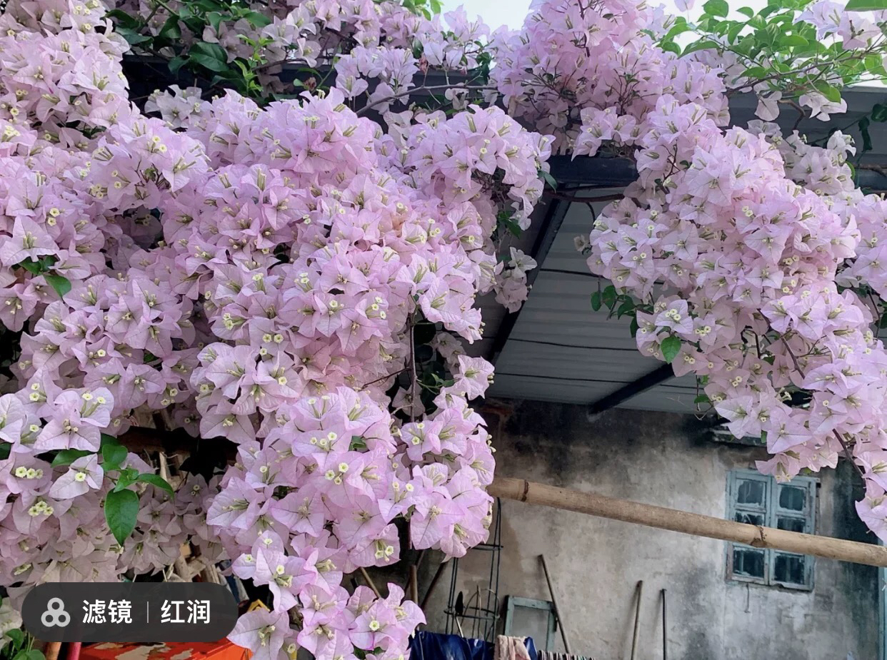 丽娜#四季勤花不易掉花爬藤垂钓三角梅