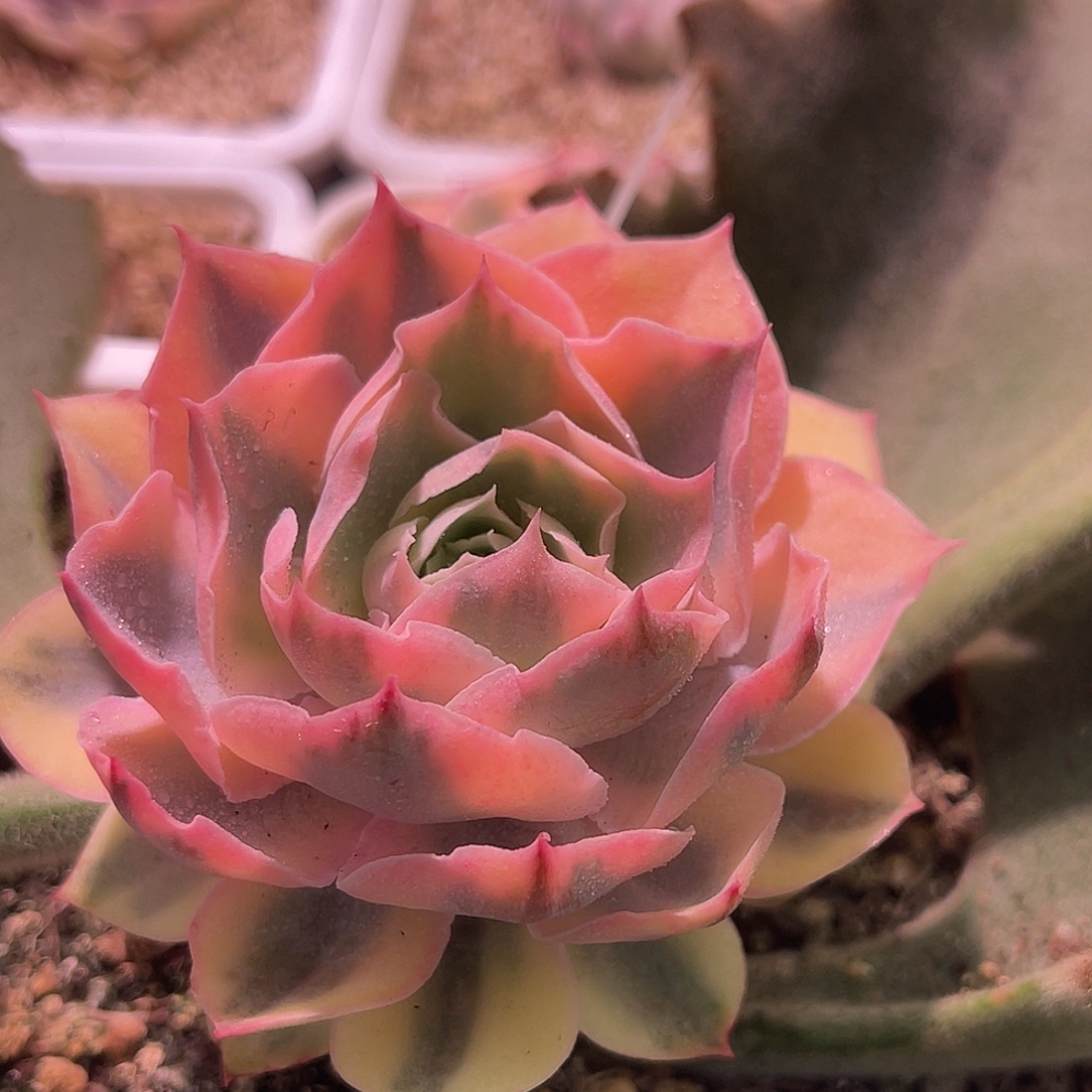 尚品园艺福利锦可落地8463