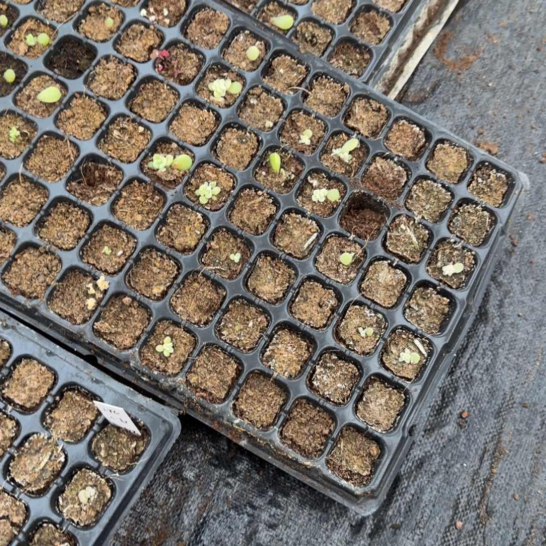 P C k 一 个穴满25包邮