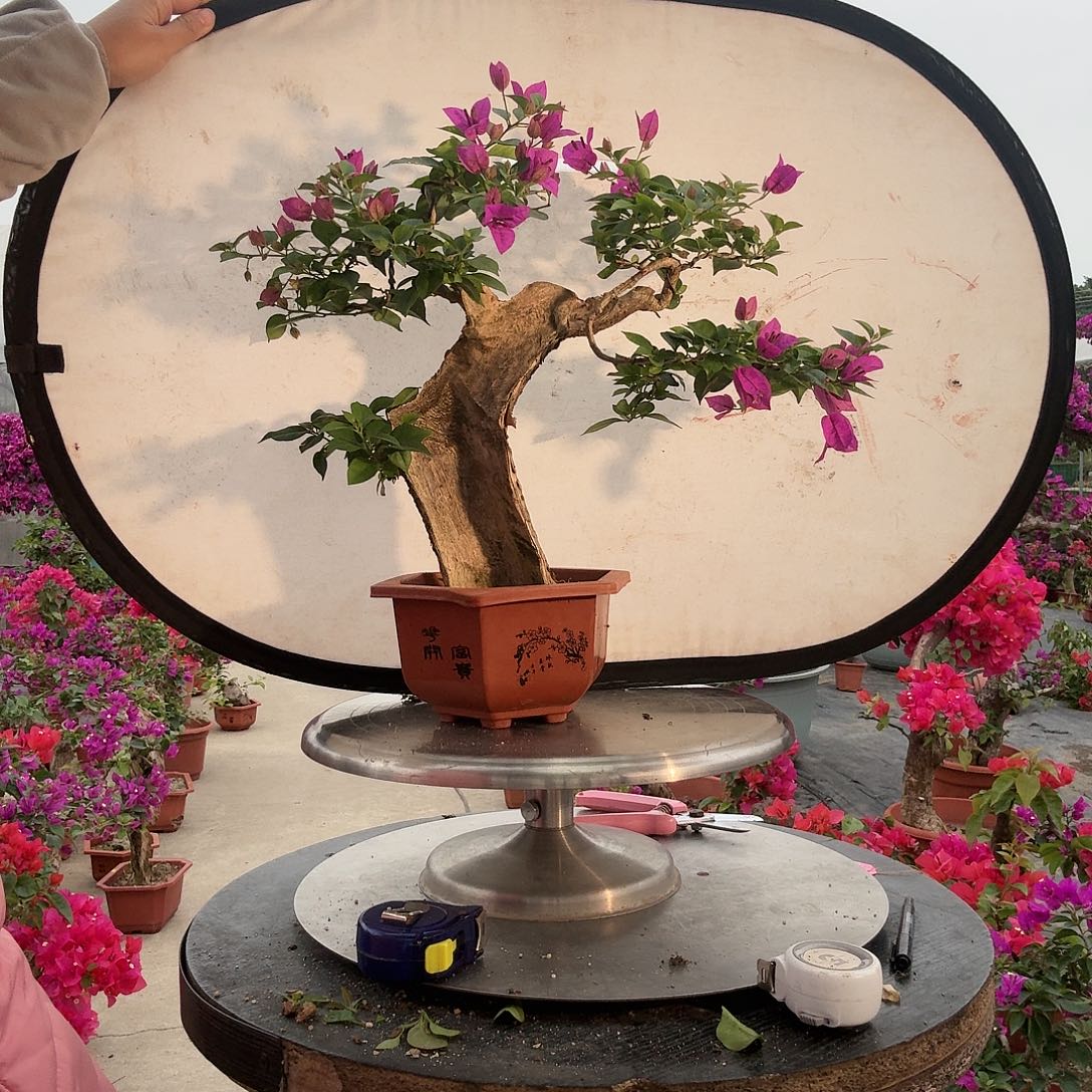 该***销无花朵小叶紫三角桥