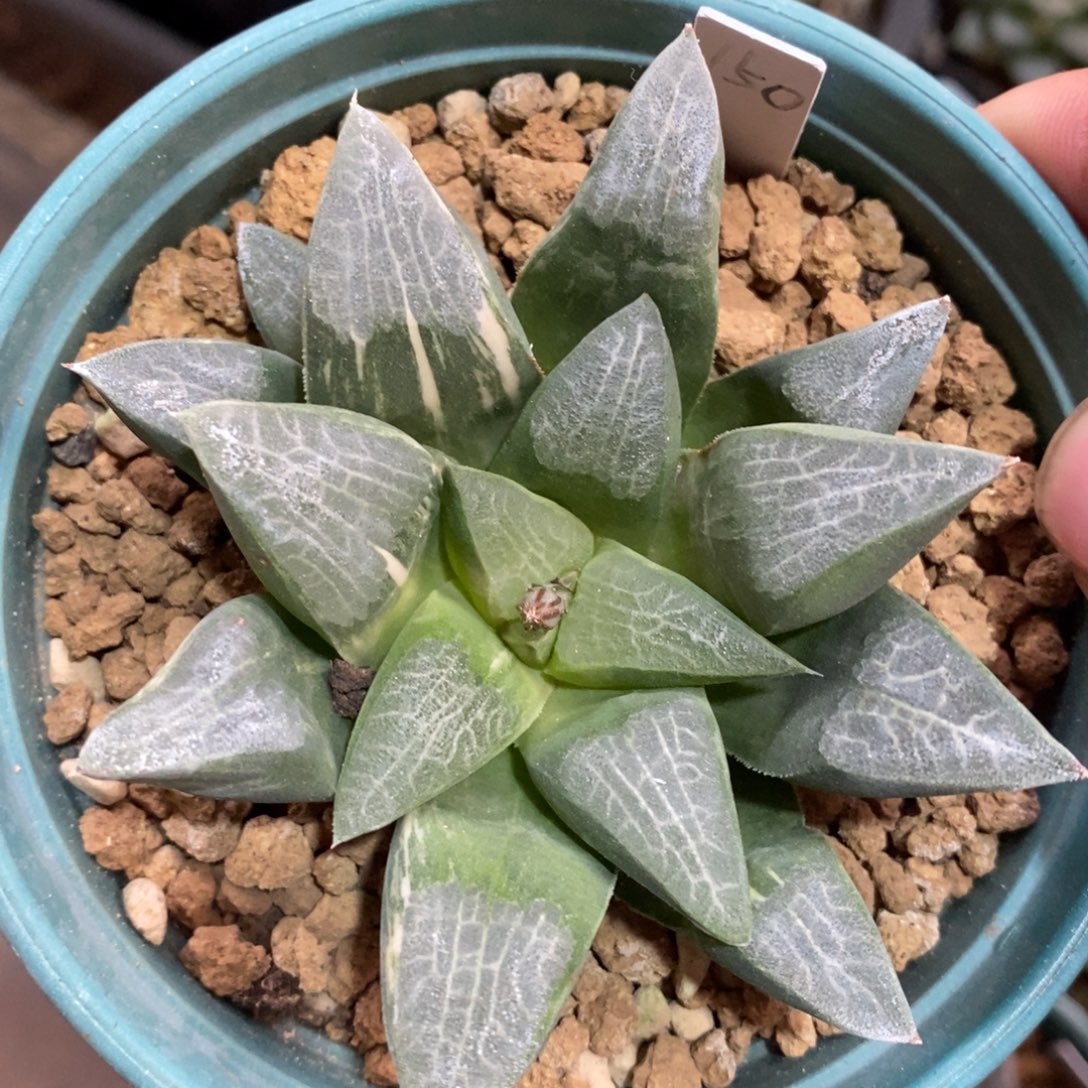 一颗实生克锦 新年福利